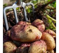 Marshalls Garden Seed Potato 'king Edward' 2Kg Tubers