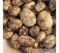 Marshalls Garden Seed Potato 'maris Bard' 1Kg Tubers