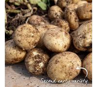 Marshalls Garden Seed Potato 'maris Peer' 5 X Tubers