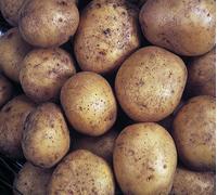 Marshalls Garden Seed Potato 'maris Piper' 1Kg Tubers