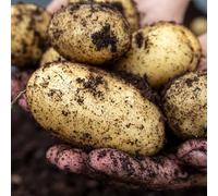 Marshalls Garden Seed Potato 'Maris Piper' Main Crop (2KG 25-30 Tubers)