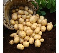 Marshalls Garden Seed Potato 'nadine' 2Kg Tubers