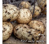 Marshalls Garden Seed Potato 'pentland Javelin' 1Kg Tubers
