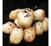 Marshalls Garden Seed Potato 'picasso' 1Kg Tubers