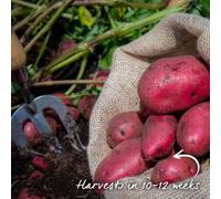 Marshalls Garden Seed Potato 'red Duke Of York' 1Kg Tubers