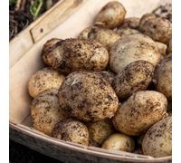 Marshalls Garden Seed Potato 'rocket' 1Kg Tubers