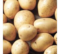Marshalls Garden Seed Potato 'sharpe's Express' 1Kg Tubers