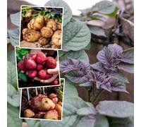 Marshalls Garden Seed Potato Small Plot Collection 3 X 1Kg Tubers