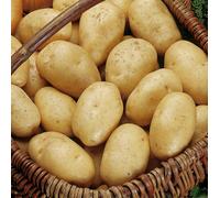 Marshalls Garden Seed Potato 'wilja' 1Kg Tubers
