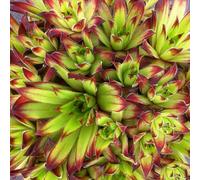 Marshalls Garden Sempervivum 'atlas' Hardy Succulent For Pots And Rockeries 9Cm Plant