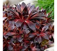 Marshalls Garden Sempervivum 'coconut Crystal' - Hardy Evergreen Succulent For Sunny Pots 3 X 9Cm Plants