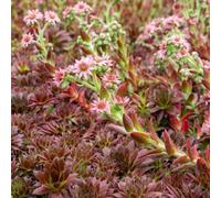 Marshalls Garden Sempervivum Coral Red (Sempervivum Arachnoideum) - Hardy, Drought-Tolerant, Evergreen Succulent