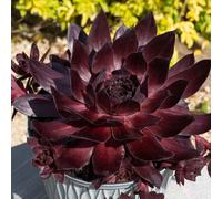 Marshalls Garden Sempervivum 'semps Onyx' - Hardy Mahogany-Black Rosette Succulent, Drought-Tolerant 9Cm Plant