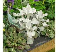 Marshalls Garden Senecio 'angel Wings' Silver Foliage Perennial 9Cm Plant
