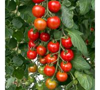 Marshalls Garden Shirley F1 Tomato Seeds - Pack Of 3, Early Agm Winner