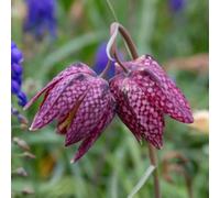 Marshalls Garden Snake's Head Fritillary Bulbs (Fritillaria Meleagris) Pack Of 20 Spring Perennials