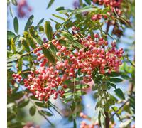 Marshalls Garden Sorbus Vilmorinii (Vilmorin's Rowan) Small Ornamental Tree 5M Bare Root