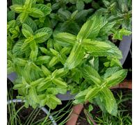 Marshalls Garden Spearmint Mint Plant - Mentha Spicata, Hardy Perennial, Pollinator-Friendly, 3 X 9Cm Plants