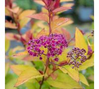 Marshalls Garden Spiraea Japonica 'firelight' - Colourful, Hardy Shrub With Summer Pink Flowers 3 Litre Plant
