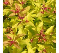 Marshalls Garden Spiraea Japonica 'magic Carpet' - Low-Growing Pink-Flowering Groundcover Shrub 3 Litre Plant