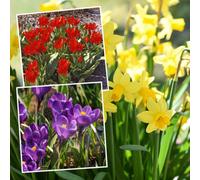 Marshalls Garden Spring Joy Bulb Mix - 24 Spring Flowering Bulbs (Crocus, Narcissus, Tulip)