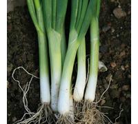 Marshalls Garden Spring Onion Seeds 'eiffel' British-Bred Variety With Mild Flavour And Slow-To-Bulb Growth
