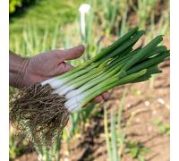Marshalls Garden Spring Onion Seeds 'white Lisbon' 750 Seeds