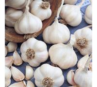 Marshalls Garden Spring Planting Garlic Cloves 'picardy Wight' Softneck (Uk Hardy)