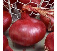 Marshalls Garden Spring-Planting Onion Plants 'red Baron' - 12 Garden-Ready Sets