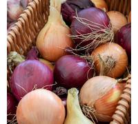 Marshalls Garden Spring Planting Onion Sets Duo Pack - Red Baron & Stuttgarter Riesen (Approx. 150 Sets)