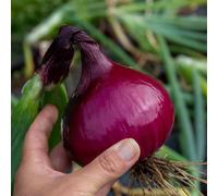 Marshalls Garden Spring Planting Onion Sets Karmen Red-Skinned Sweet Onions, Bolt-Resistant, Approx. 65 75 Sets