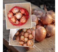 Marshalls Garden Spring Planting Shallots Duo Pack - 30 Shallot Sets Red Sun & Golden Gourmet Duo Pack