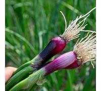 Marshalls Garden Spring Red Onion Seeds 'lilia' - Dual-Purpose Salad And Bulb Onions, 500 Seeds