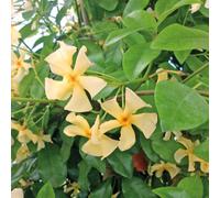 Marshalls Garden Star Jasmine 'star Of Toscane' (Trachelospermum Jasminoides) Evergreen Fragrant Climbing Plant