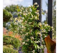 Marshalls Garden Star Jasmine (Trachelospermum Jasminoides) Evergreen Fragrant Climbing Plant 2 Litre