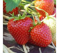 Marshalls Garden Strawberry Allegro - Early June-Bearing, Disease-Resistant Premium Bare-Root 30 X Bare Root