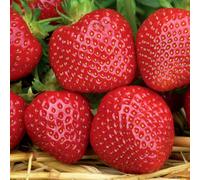 Marshalls Garden Strawberry 'malwina' - Late-Season Large Glossy Fruits, Disease-Resistant 60 X Bare Root