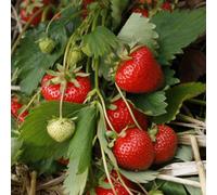 Marshalls Garden Strawberry Plant 'christine', Early Main June-Bearer Vigorous Perennial 10 X Bare Root