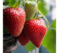 Marshalls Garden Strawberry Plant Elsanta, Main Season With Large Orange-Red Fruit 30 X Bare Root