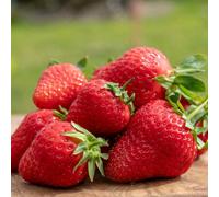 Marshalls Garden Strawberry Plant 'marshmello', Super-Sweet Mid-Season Variety With Disease Resistance 30 X Bare Root