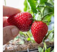 Marshalls Garden Strawberry Plant 'symphony' Late-Season, High-Yielding, Container-Friendly 10 X Bare Root