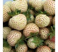 Marshalls Garden Strawberry 'snow White' - White Pineberry, June-July Bearer For Pots And Borders 30 X Bare Root