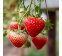 Marshalls Garden Strawberry 'sweetheart' - Early, Disease-Resistant Garden Plant 10 X Bare Root
