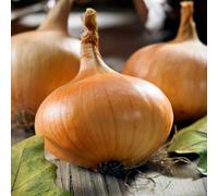 Marshalls Garden Stuttgarter Riesen Onion Sets - 100 G Starter Pack Slow-To-Bolt Mild Sweet Flavour 65 Sets