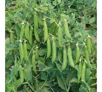 Marshalls Garden Sugar Snap Pea Seeds 'sugar Force' 100 Pack - Fast-Growing High-Yield Variety