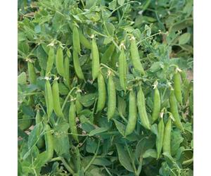 Marshalls Garden Sugar Snap Pea Seeds 'sugar Force' 100 Pack - Fast-Growing High-Yield Variety