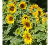 Marshalls Garden Sunflower Seeds 'irish Eyes' - 30 Seeds, Dwarf Multi-Head Golden Blooms, 450mm