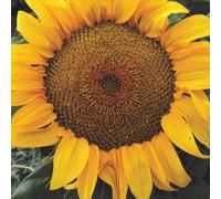 Marshalls Garden Sunflower Seeds 'yellow Pygmy' - 20 Pack Dwarf Lemon-Yellow Sunflowers
