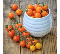 Marshalls Garden Sungold Cherry Tomato Seeds 'honeycomb' Pack Of 15