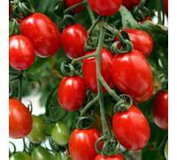 Marshalls Garden Sungrape F1 Tomato Seeds - High-Yield Sweet Orange-Red Cherry Tomatoes, 6 Seeds